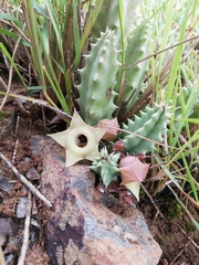 Huernia thuretii