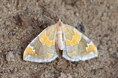 Eulithis pyropata