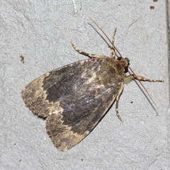 Amphipyra perflua