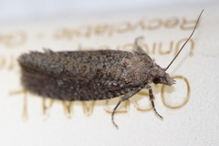 Epiblema grandaevana