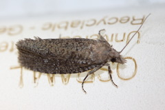 Epiblema grandaevana