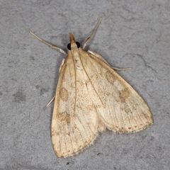 Udea elutalis