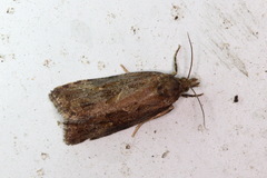 Endothenia quadrimaculana