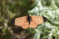 Acraea caldarena