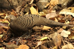 Polyplectron bicalcaratum
