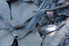 Anolis wilsoni
