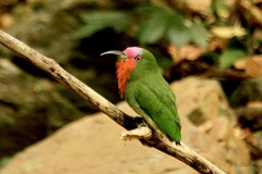 Red-Bearded Bee-Eater photo 2