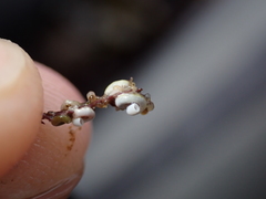 Spirorbis corallinae