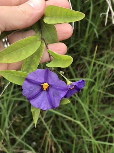 Lycianthes rantonnetii