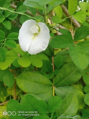 Clitoria ternatea albiflora
