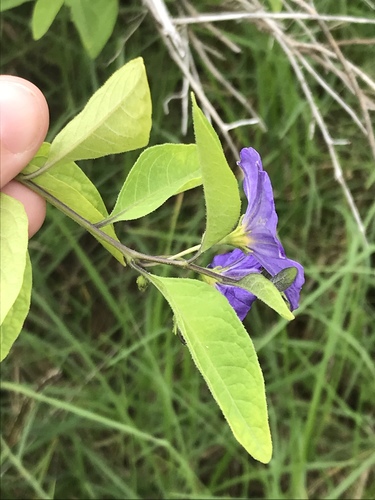 Lycianthes rantonnetii