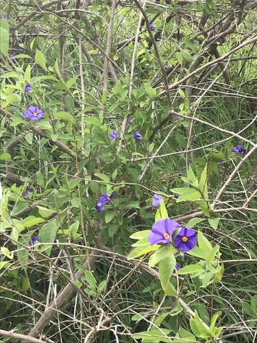 Lycianthes rantonnetii