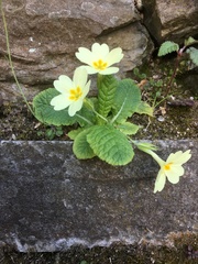 Primula vulgaris