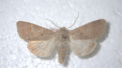 Ammoconia caecimacula