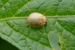 Harmonia sedecimnotata