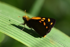 Metisella metis