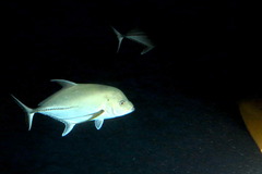 Caranx lugubris
