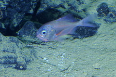 Hoplostethus atlanticus