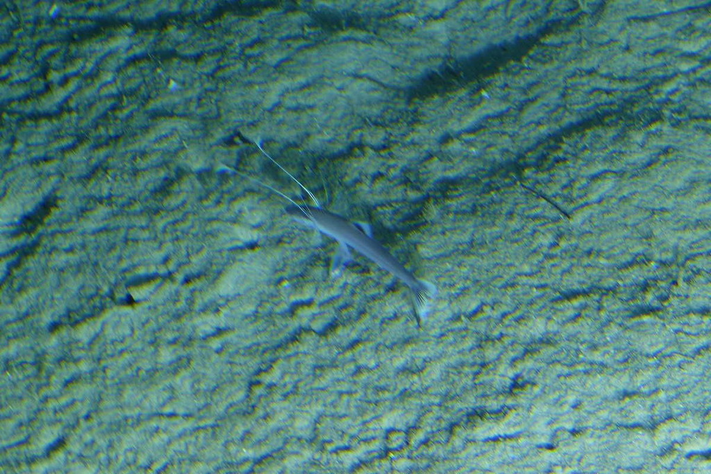 Bathypterois bigelowi