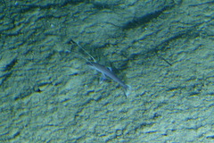 Bathypterois