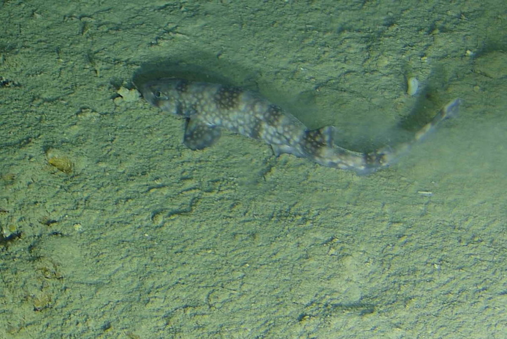 Whitesaddled Catshark