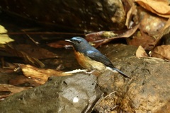 Cyornis glaucicomans