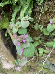 Lamium purpureum