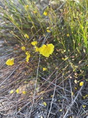 Crocanthemum aldersonii
