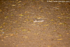 Saccostomus campestris