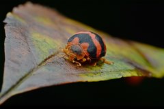 Diekeana admirabilis