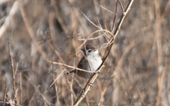 Passer montanus