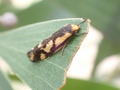 Palimmeces poecilella