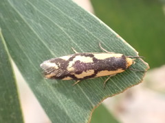 Palimmeces poecilella