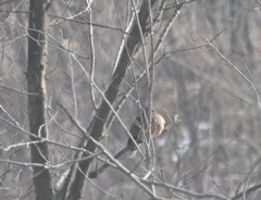 Streptopelia orientalis