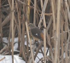 Phoenicurus auroreus