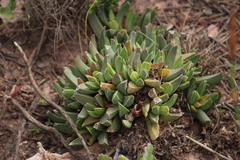 Acrodon