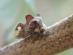 Acanthuchus trispinifer