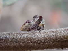 Acanthuchus trispinifer