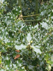 Ilex aquifolium