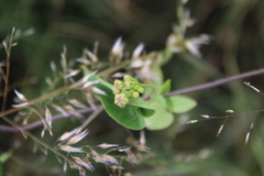 Pentarrhinum insipidum