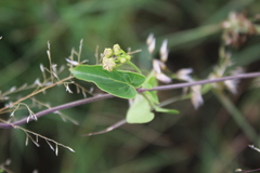 Pentarrhinum insipidum
