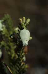 Erica physodes