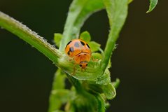 Propylea luteopustulata