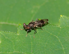Sphyracephala brevicornis