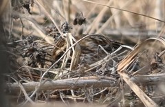 Emberiza rustica