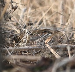 Emberiza rustica