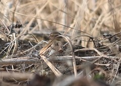 Emberiza rustica