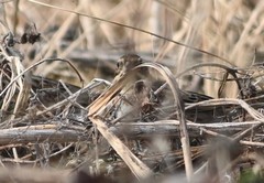 Emberiza rustica