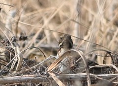 Emberiza rustica