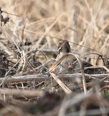 Emberiza rustica